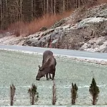 Leilighet Kleines Haus Am Fjord Sor-Eidem