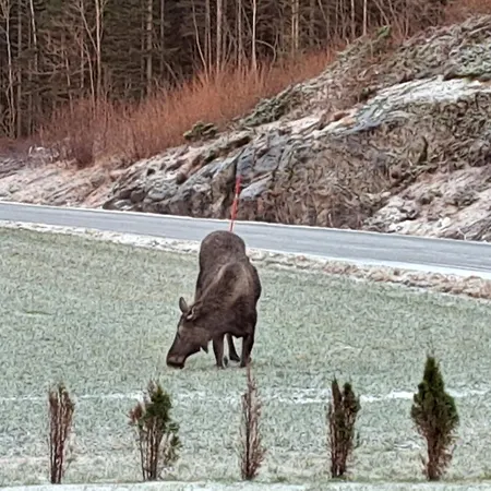 Lejlighed Kleines Haus Am Fjord Sor-Eidem